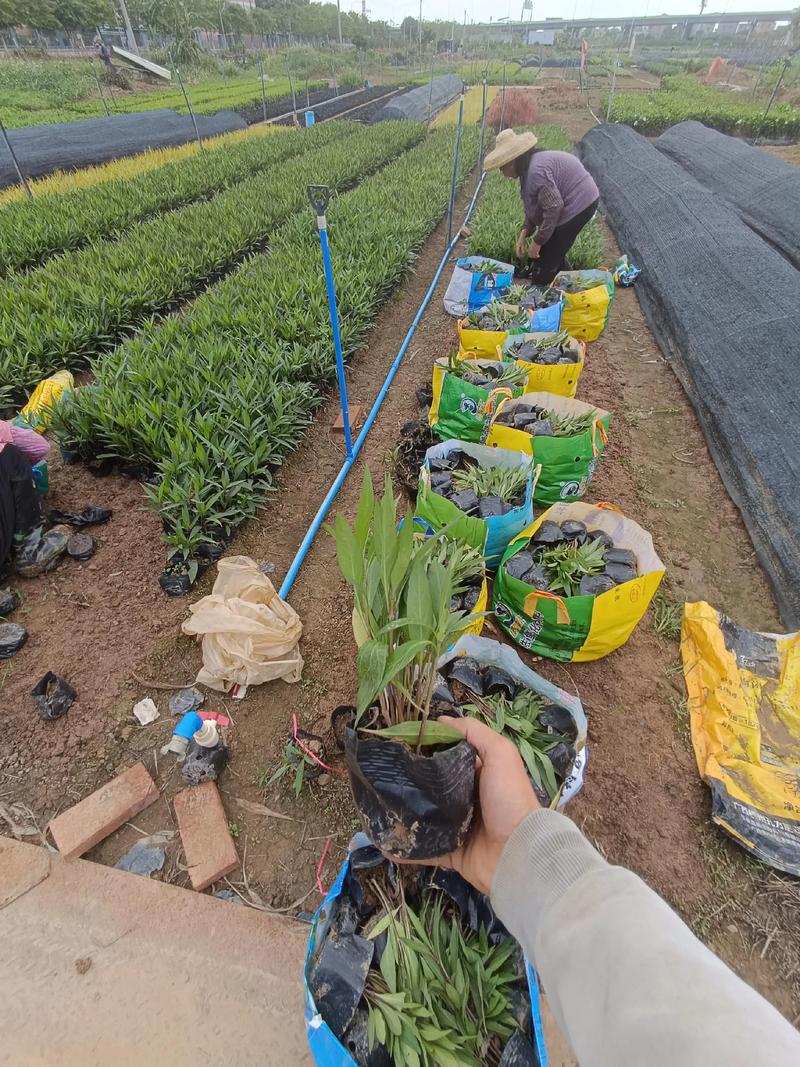 河北苗木市场步入快车道