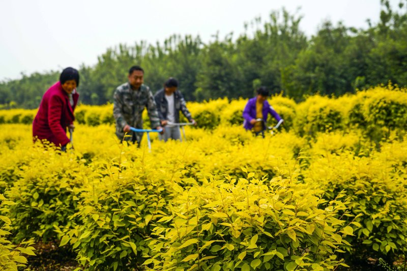 警惕苗圃基地建设中的常见误区