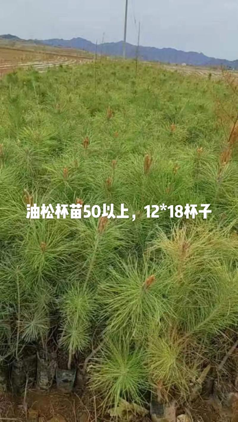 河北苗木:绿色生态的选择