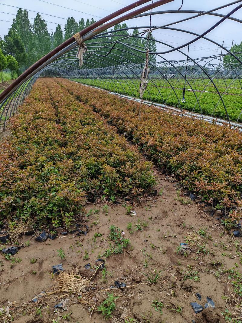 绿化苗木种植误区警示