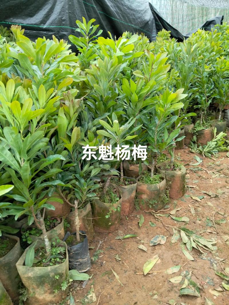 从苗圃基地看农业现代化之路