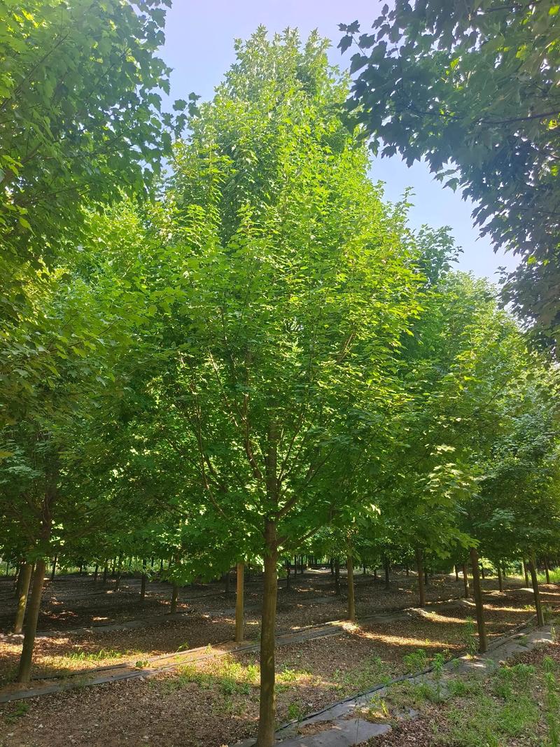 警惕苗圃基地建设中的常见误区