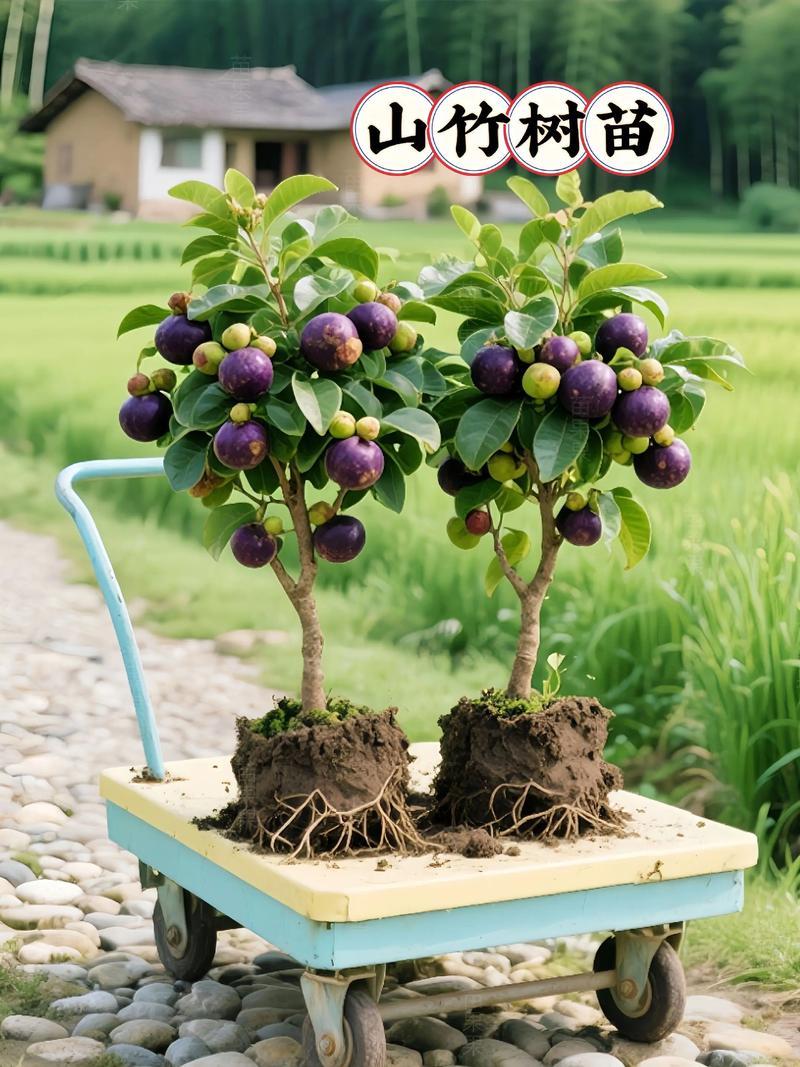 苗木批发行业的成功案例:以顾客为中心打造双赢局面
