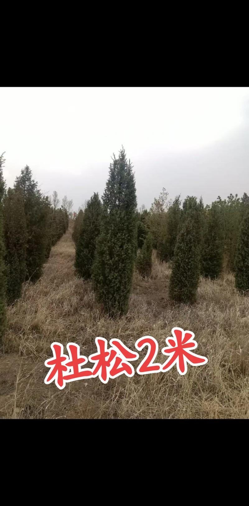 苗木批发：避开这些误区，轻松搞定你的采购任务