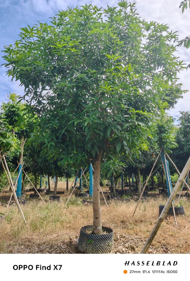 选购绿化苗木的那些事儿