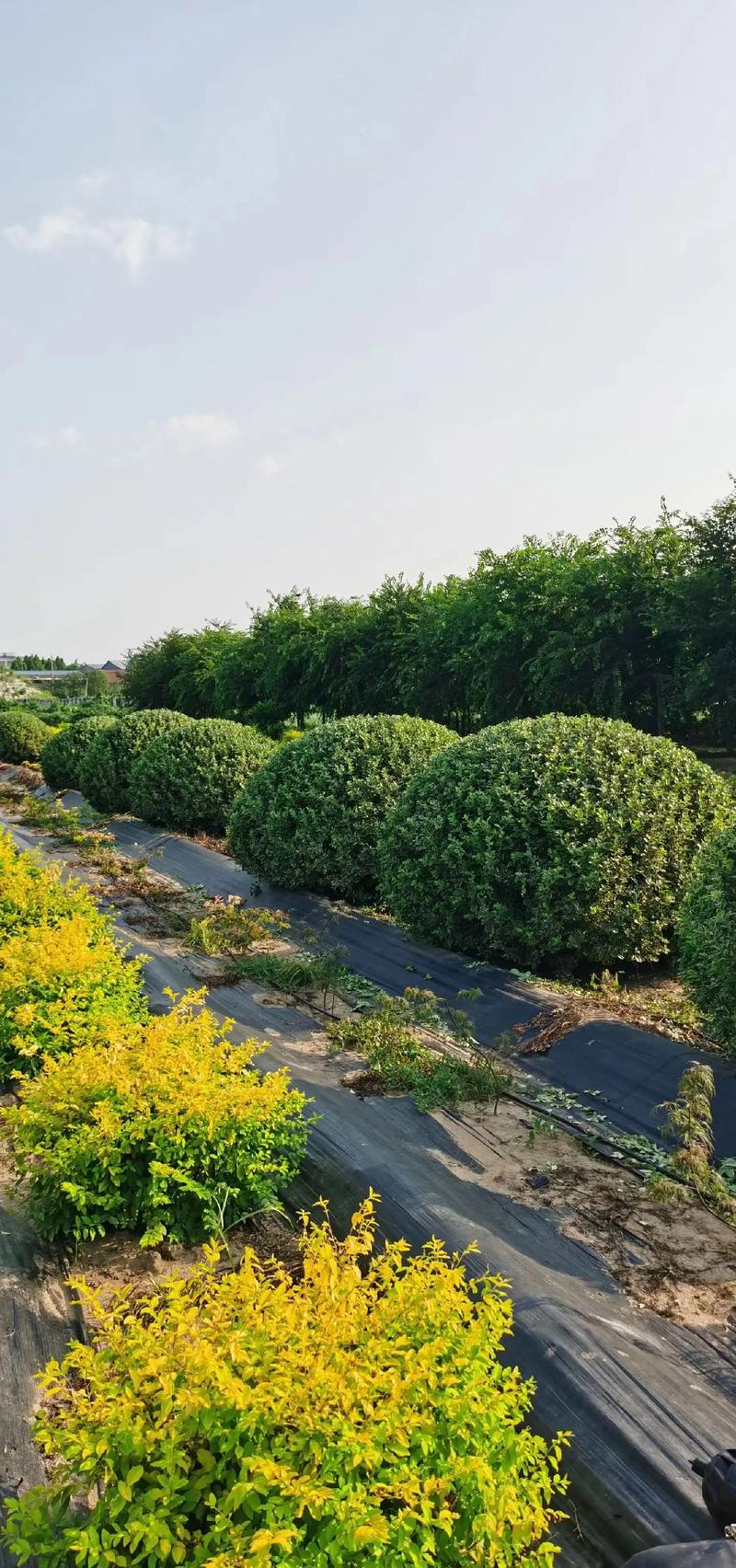 城市绿化趋势解读:张家口苗木的应用与前景
